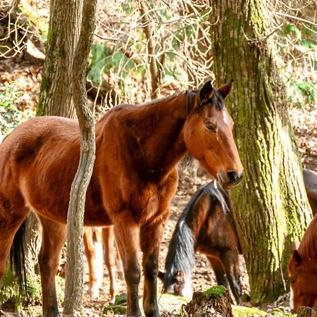 Centro Trekking A Cavallo Monte Brugiana ξενώνας Μάσσα Εξωτερικό φωτογραφία