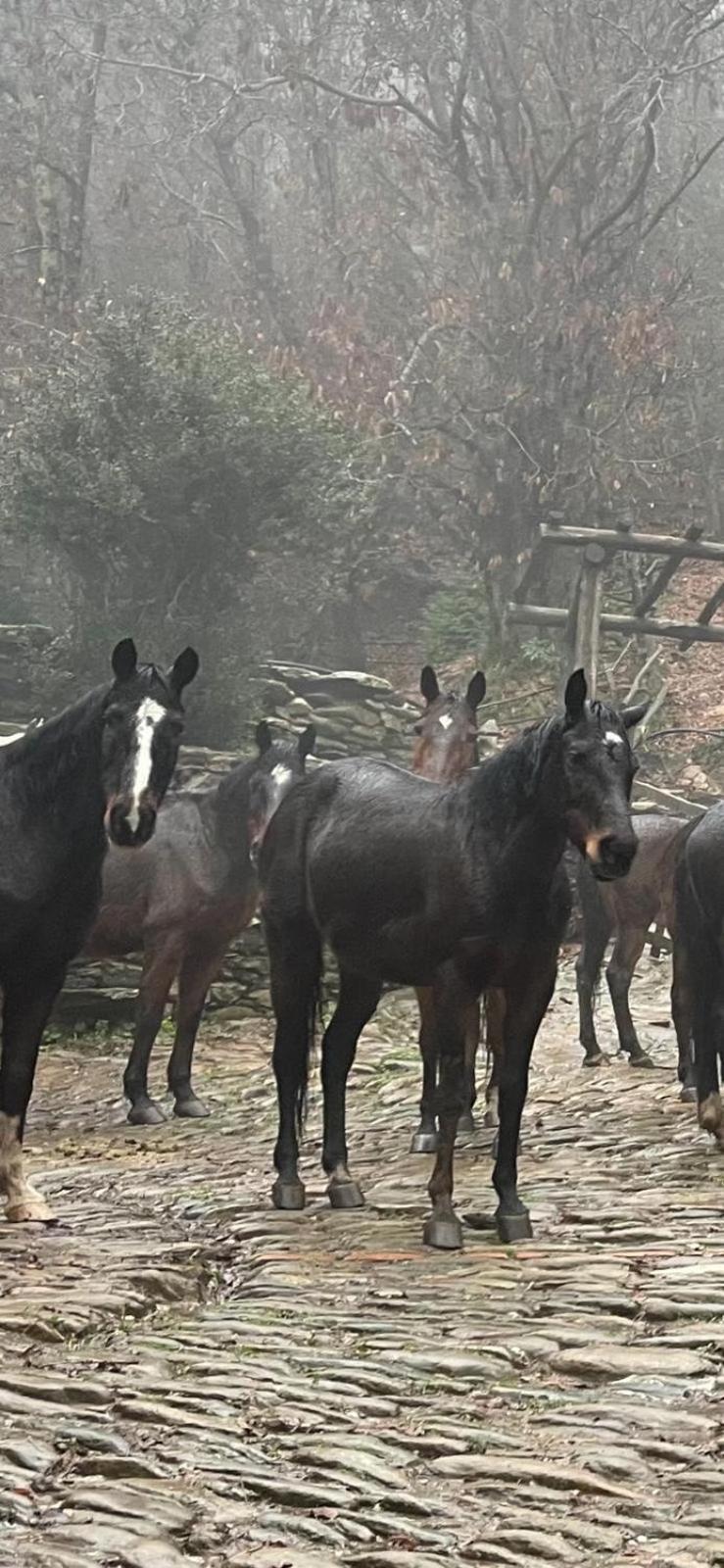 Centro Trekking A Cavallo Monte Brugiana ξενώνας Μάσσα Εξωτερικό φωτογραφία