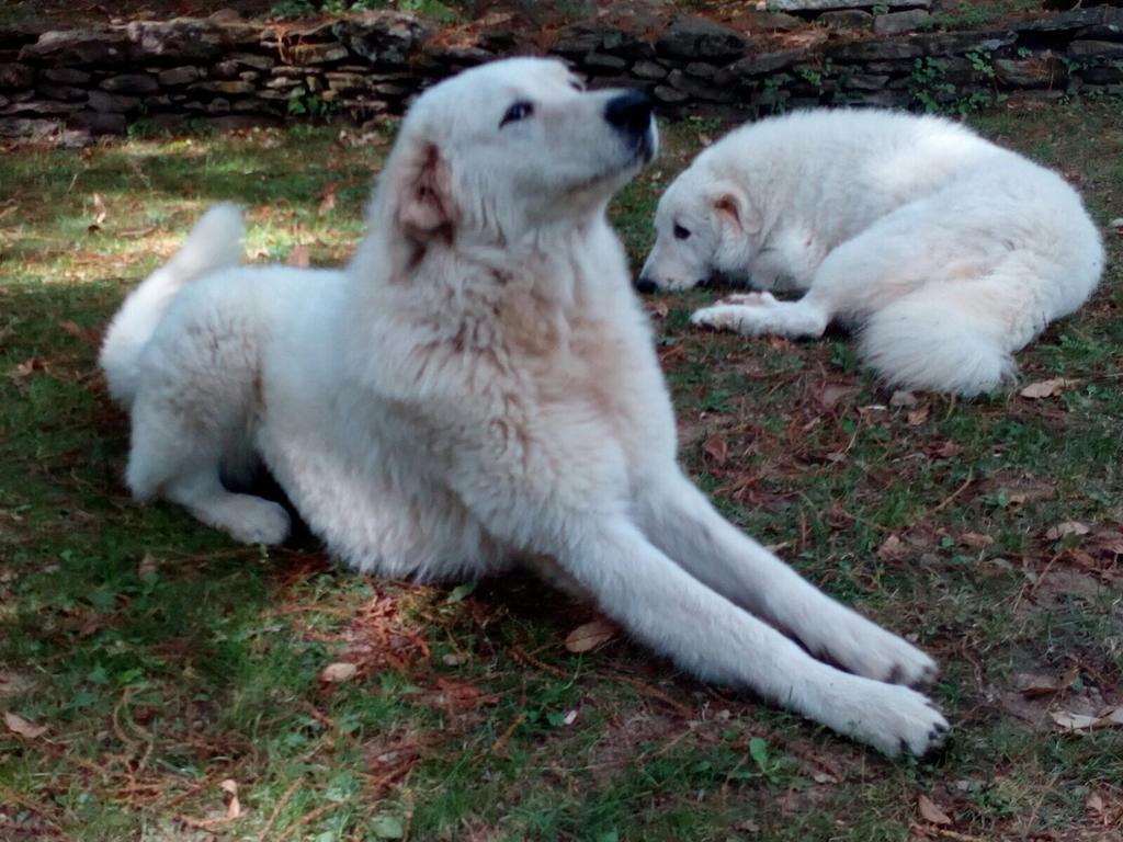 Centro Trekking A Cavallo Monte Brugiana ξενώνας Μάσσα Εξωτερικό φωτογραφία